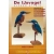 Zimorodek (Alcedo atthis)